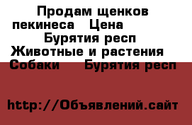 Продам щенков пекинеса › Цена ­ 2 000 - Бурятия респ. Животные и растения » Собаки   . Бурятия респ.